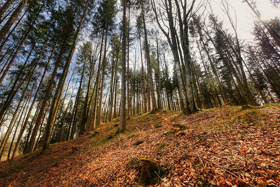 forest, leaves, nature, landscape, tree, fall foliage, log HD wallpaper