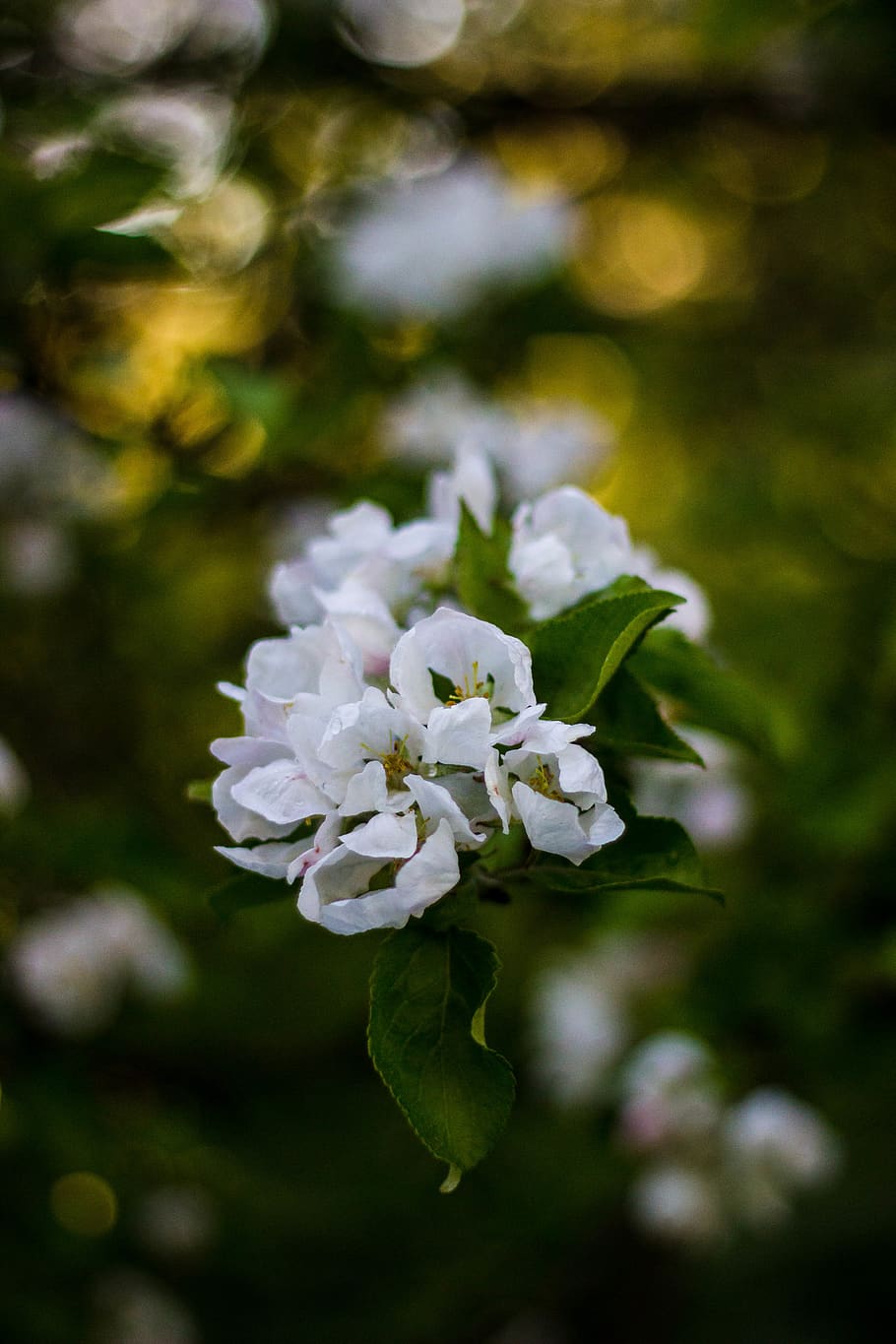 Close-up Photography White Petaled Flower, blooming, flora, flowers HD wallpaper