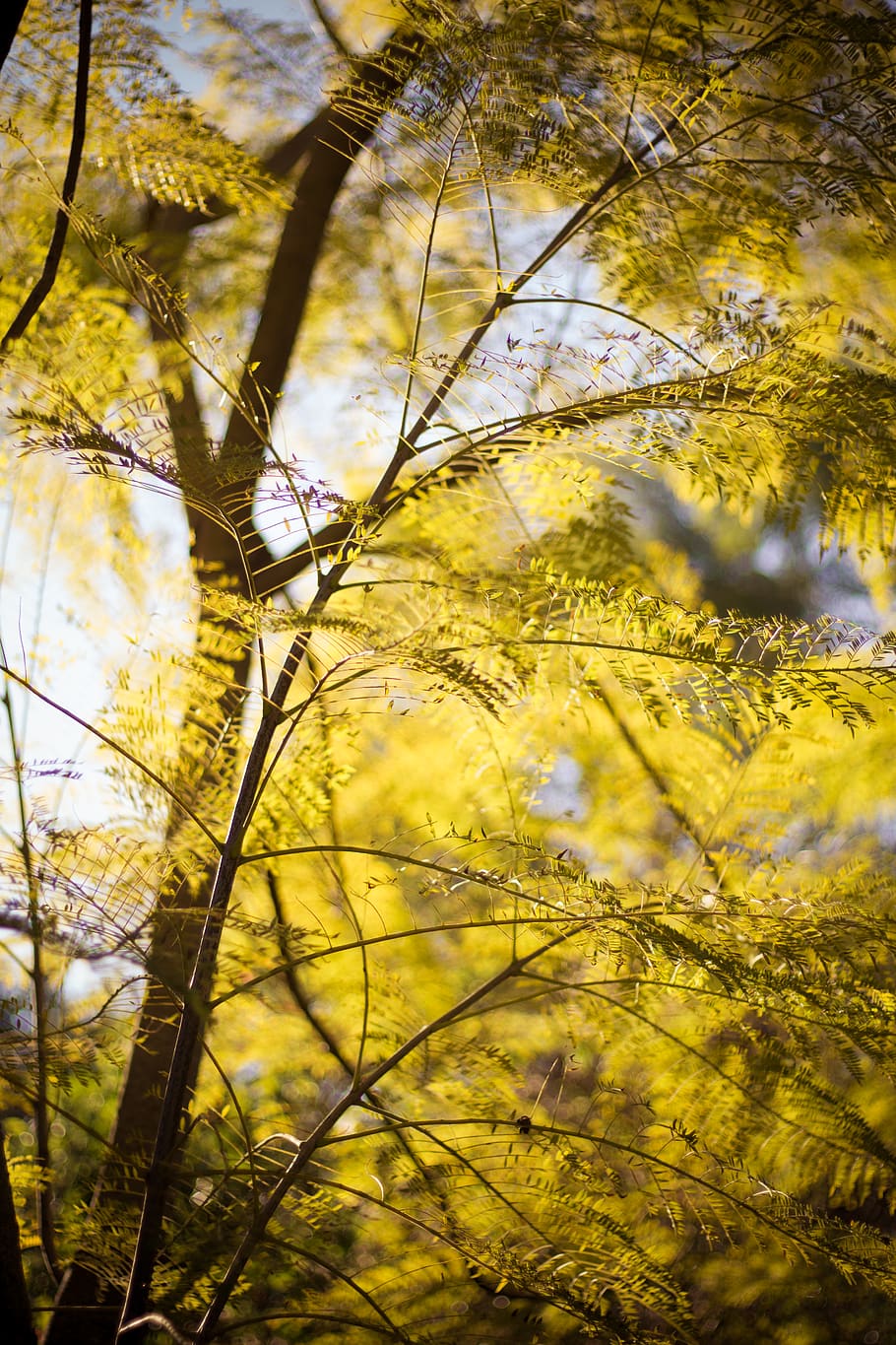 green-leafed tree, plant, branch, beauty in nature, growth, no people HD wallpaper