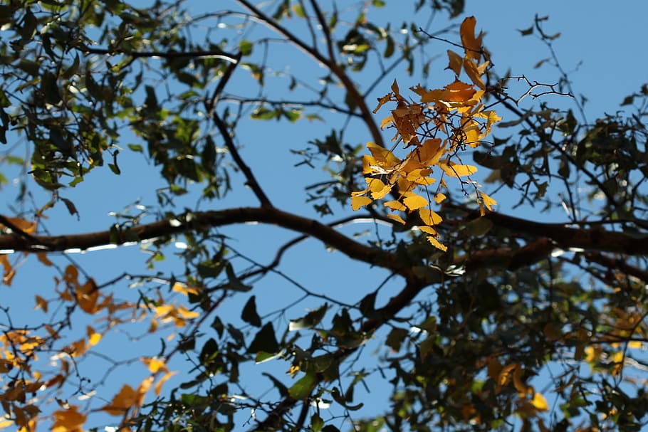 czechia, choceradská, plant, tree, growth, branch, low angle view HD wallpaper