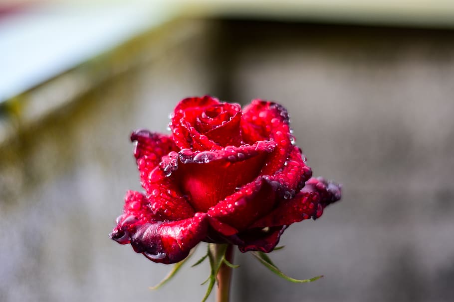 rosa, drops, water, red, close-up, plant, flower, focus on foreground HD wallpaper