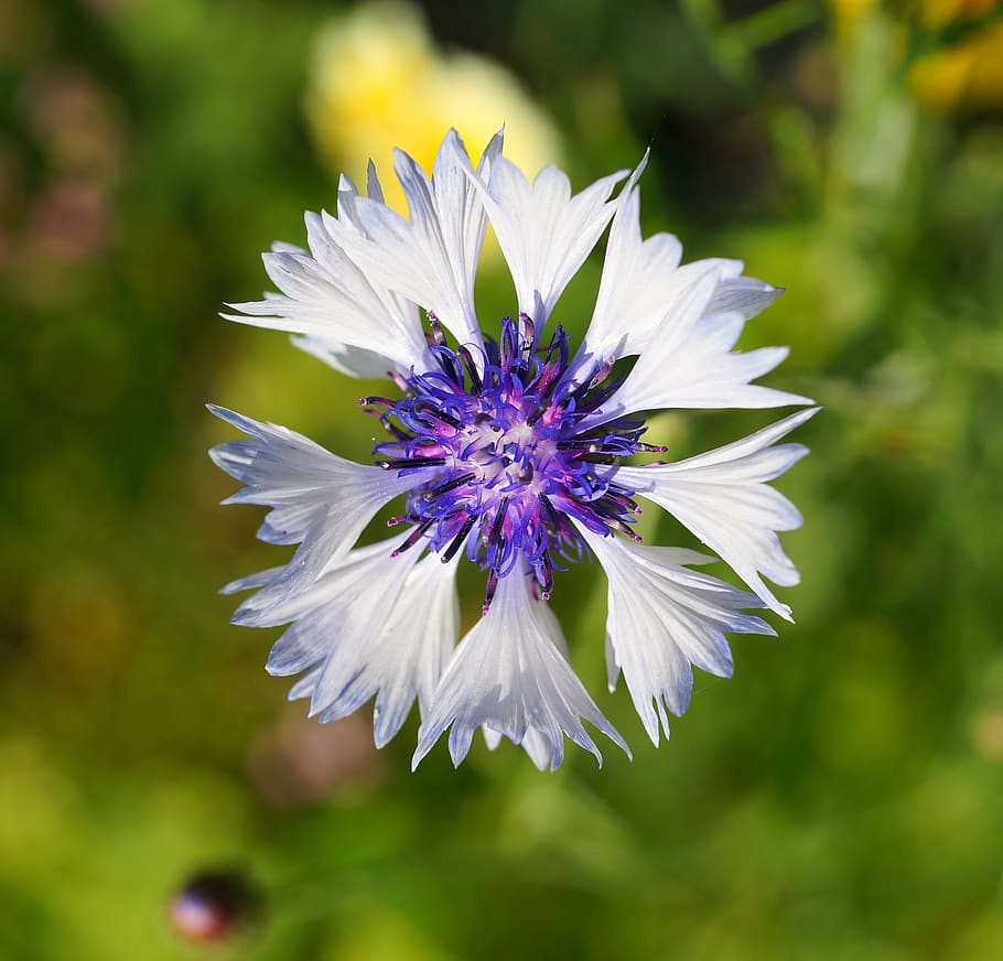 Shallow Focus Photography of Purple and White Flower, beautiful, HD wallpaper