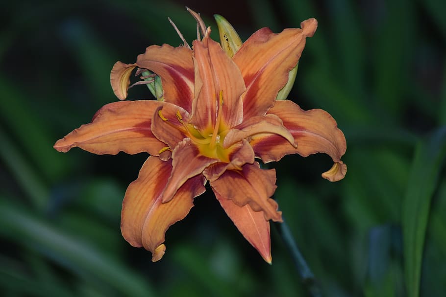 flower, lily, orange, bloom, plant, nature, flora, garden, petals HD wallpaper