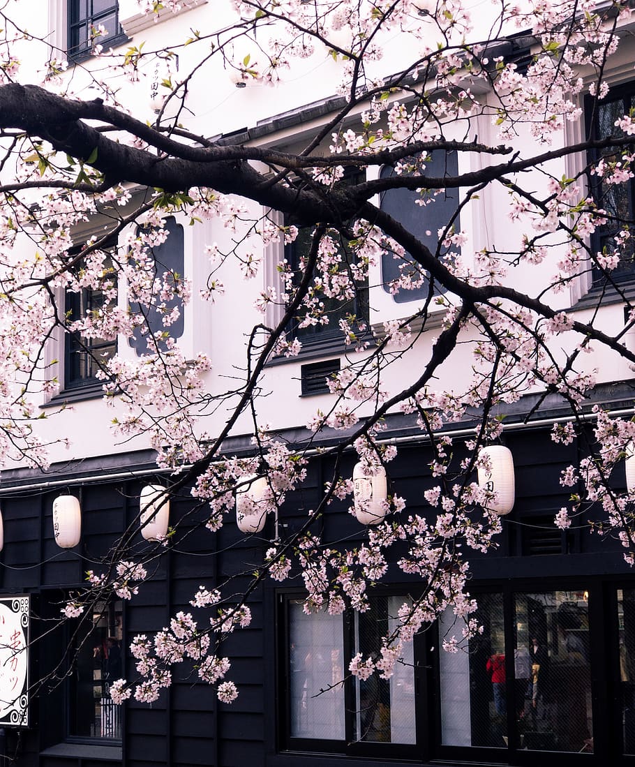 Photo of Cherry Blossom Tree in Front of a Building, beautiful HD wallpaper