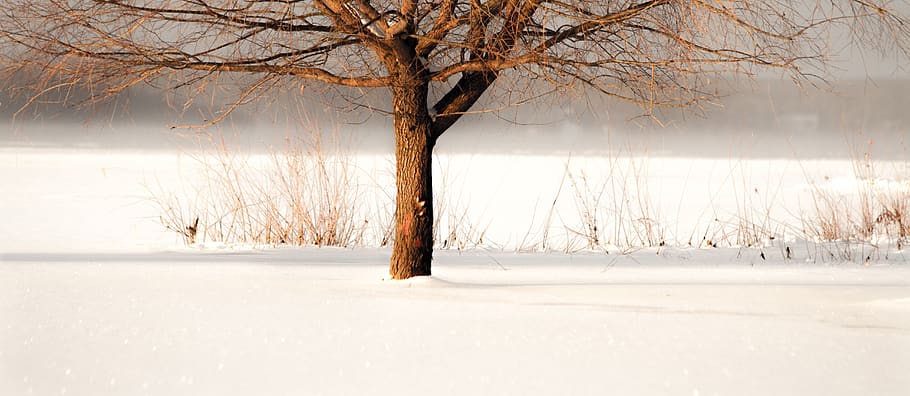 wood, nature, winter, tree, cold, snow, frozen lake, december HD wallpaper
