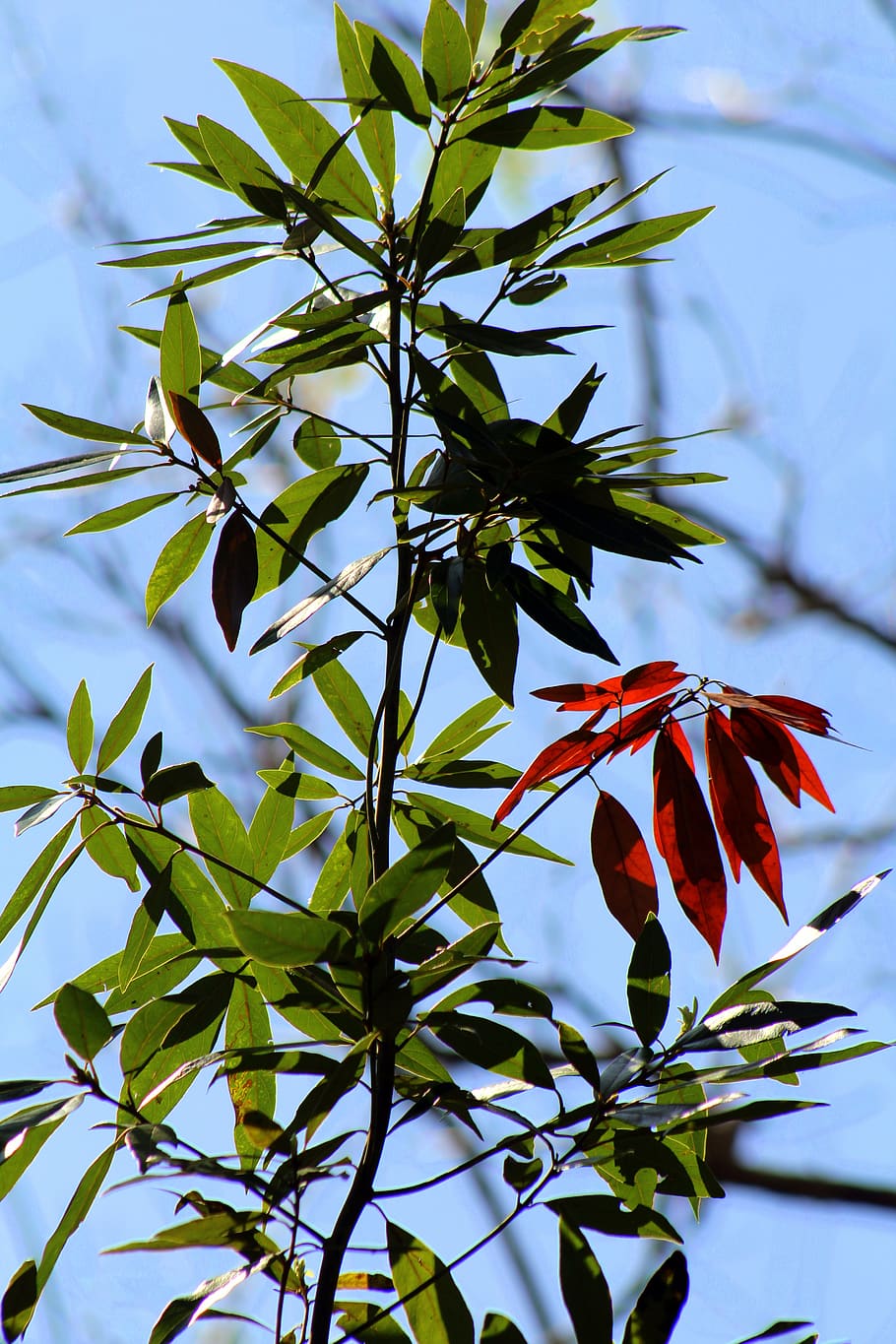 sky, blue, nature, red, green, trees, plants, growth, beauty in nature HD wallpaper