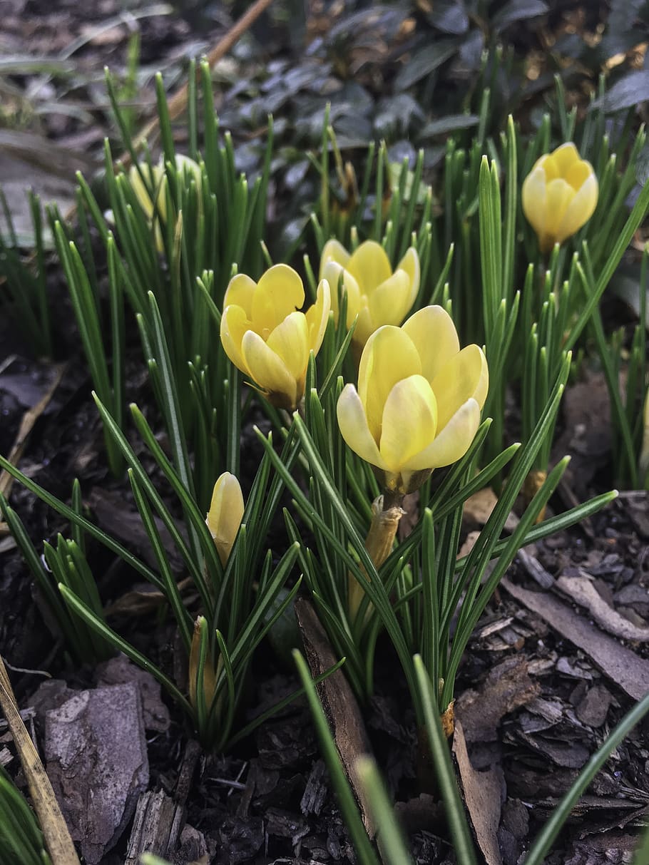 krokus, crocus, spring, flower, flowers, saffron, yellow, color HD wallpaper