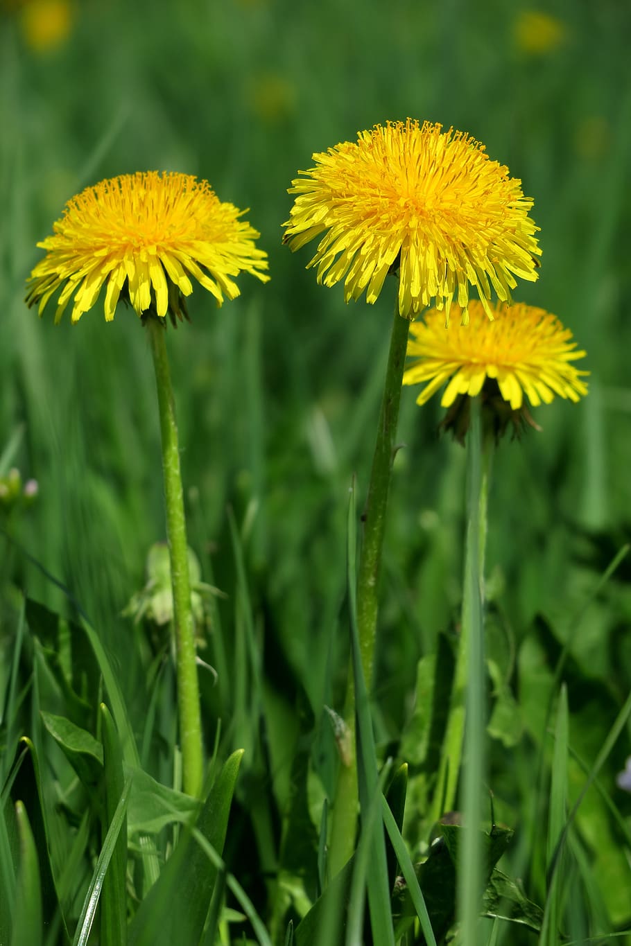 dandelion, yellow, spring, nature, flower, meadow, grass, pointed flower HD wallpaper