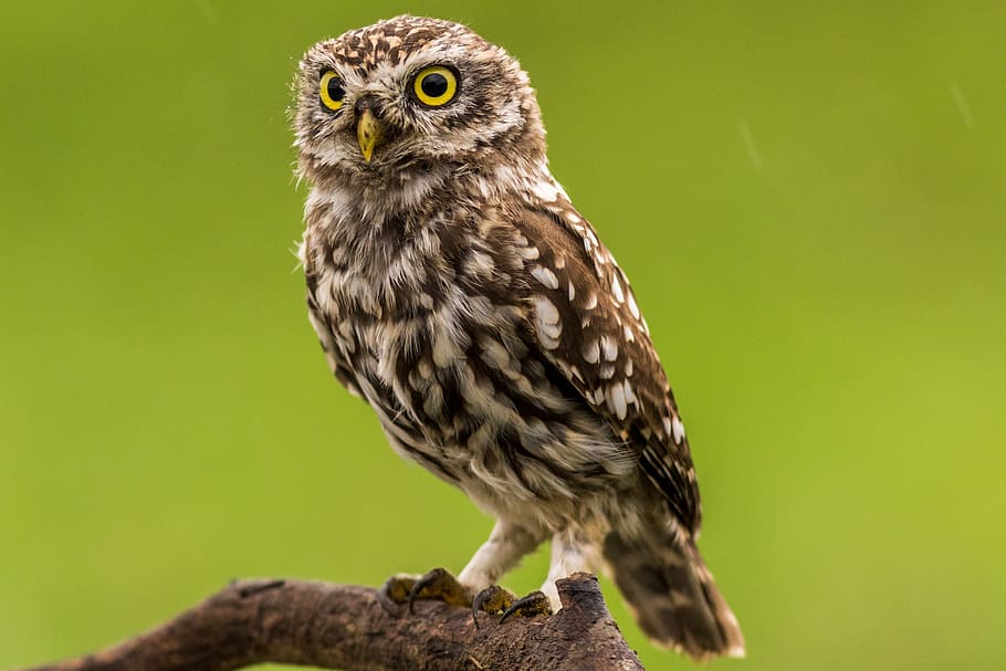 brown and white owl, one animal, bird, animal wildlife, vertebrate HD wallpaper
