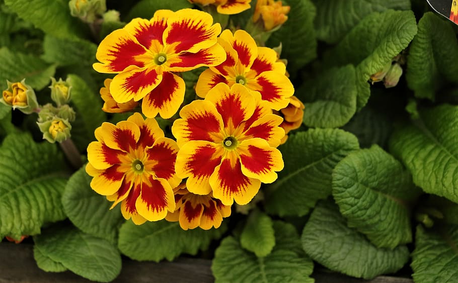 flower, plant, botany, bloom, blossom, petals, botanical, natural HD wallpaper