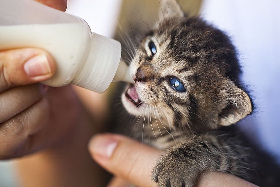 Close-Up Photo of Person Feeding a Kitten, animal, animal lover