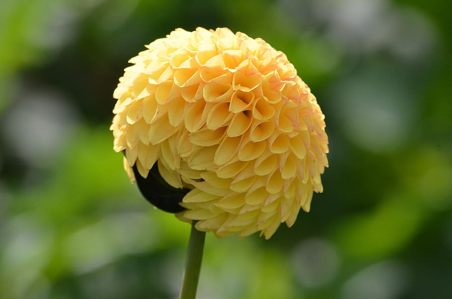 flower, yellow, design, summer, outdoors, natural, floral, garden HD wallpaper