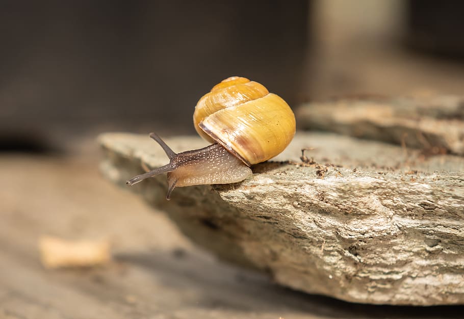snails, shell, mollusk, spiral, slimy, nature, animal, crawl HD wallpaper