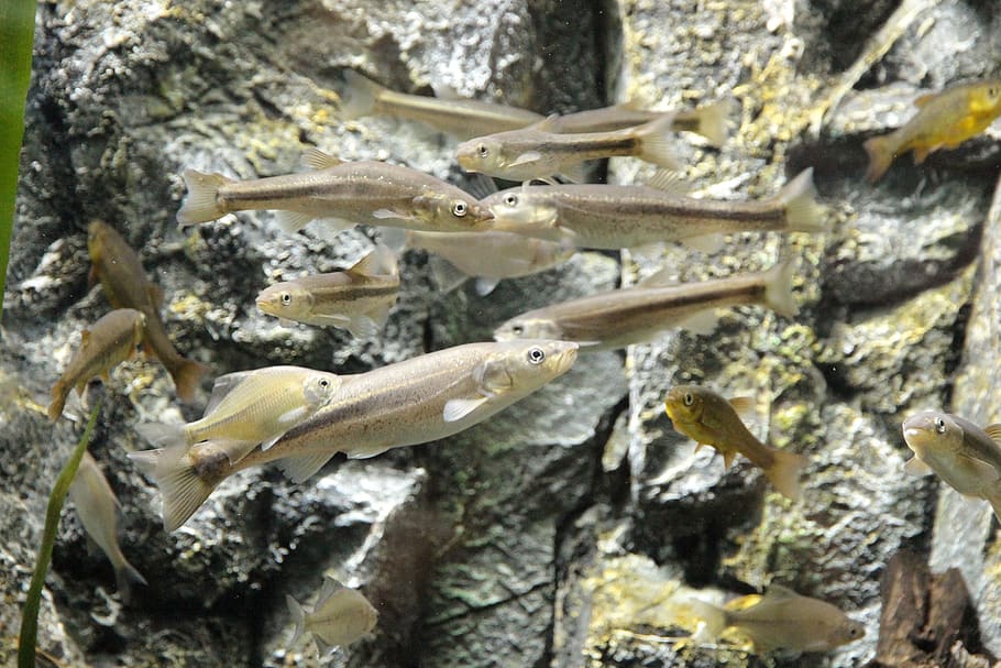 fish, cod, river fish, freshwater, aquarium, underwater, animal HD wallpaper