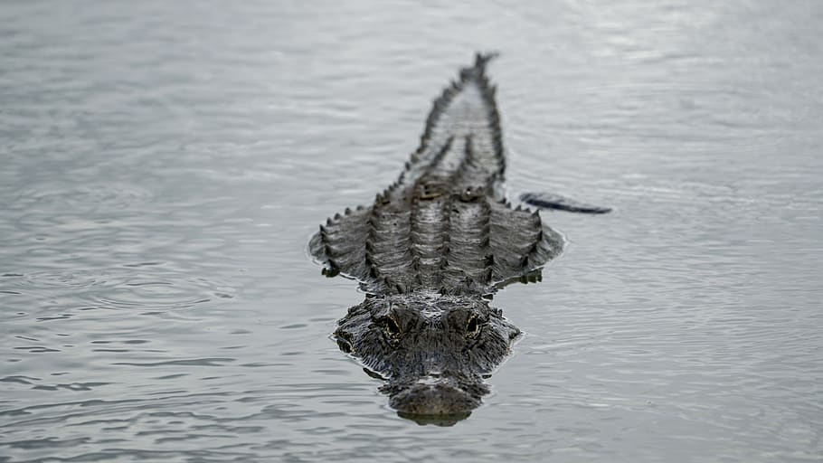 alligator, water, swamp, head, eye, wildlife, nature, submerged, HD wallpaper
