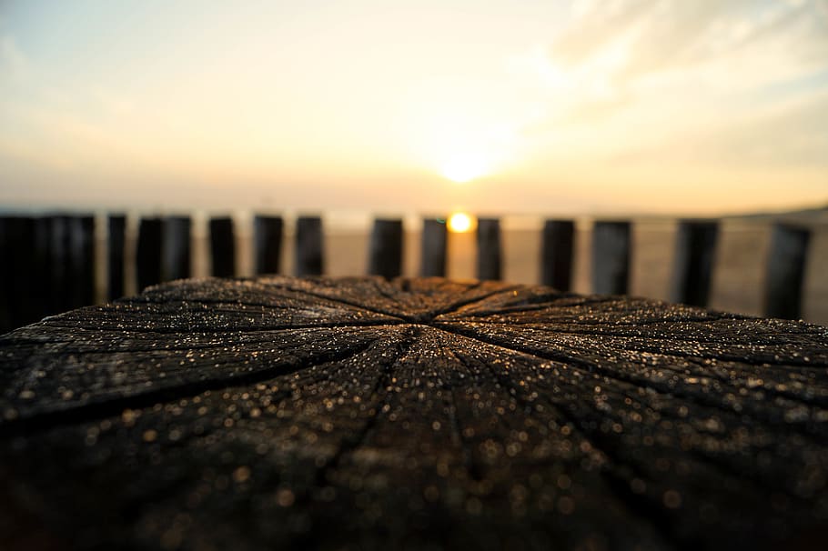 sundown, macro, northsea, sky, sunset, wood - material, nature HD wallpaper