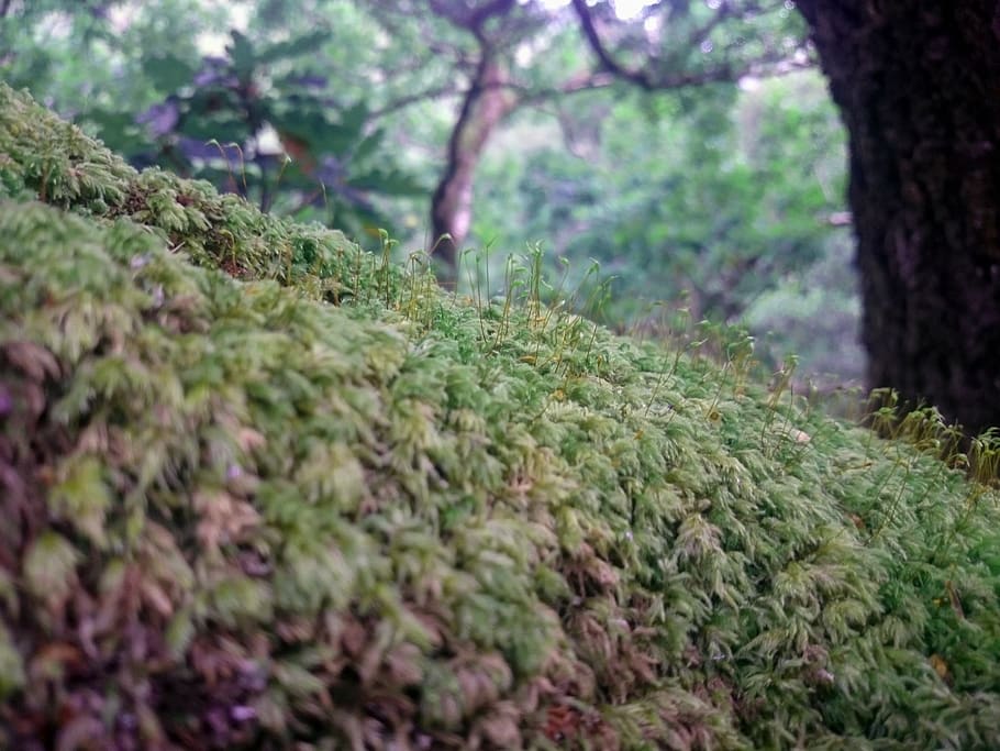 macro, forest, tree, moss, plant, growth, green color, land HD wallpaper