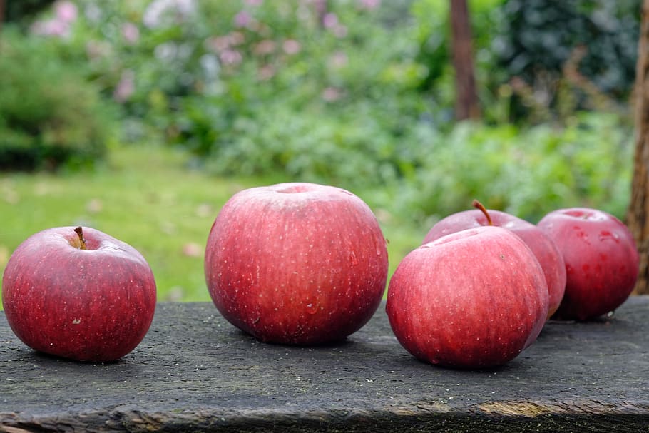 apple, apples, fruit, garden, mature, red, healthy, food, healthy eating HD wallpaper