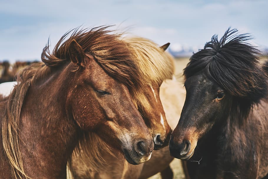 three brown horses, animal, mammal, colt horse, akureyri, human HD wallpaper