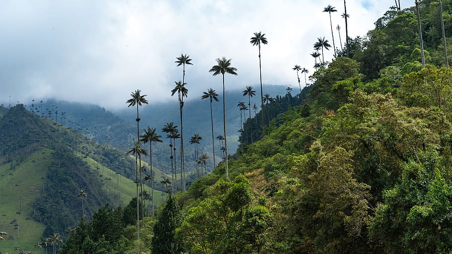 colombia, salento, el bosque de las palmas, hike, mountain, HD wallpaper