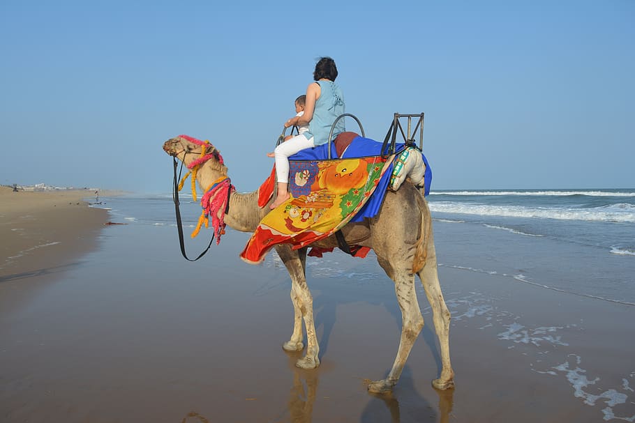 camel, camel at the beach, camel ride, beach ride, sea, domestic animals.