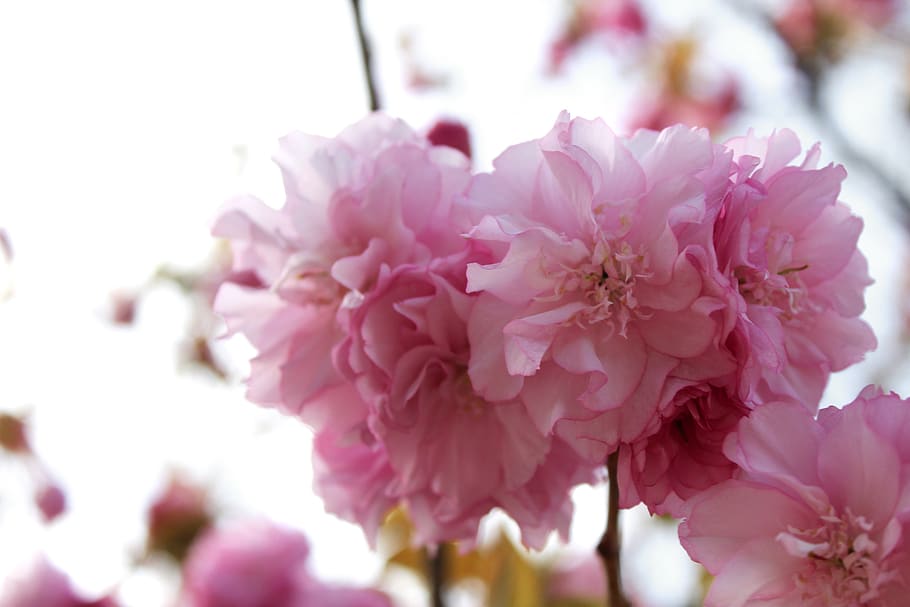 LV - Cherry Blossom  Louis vuitton iphone wallpaper, Flower