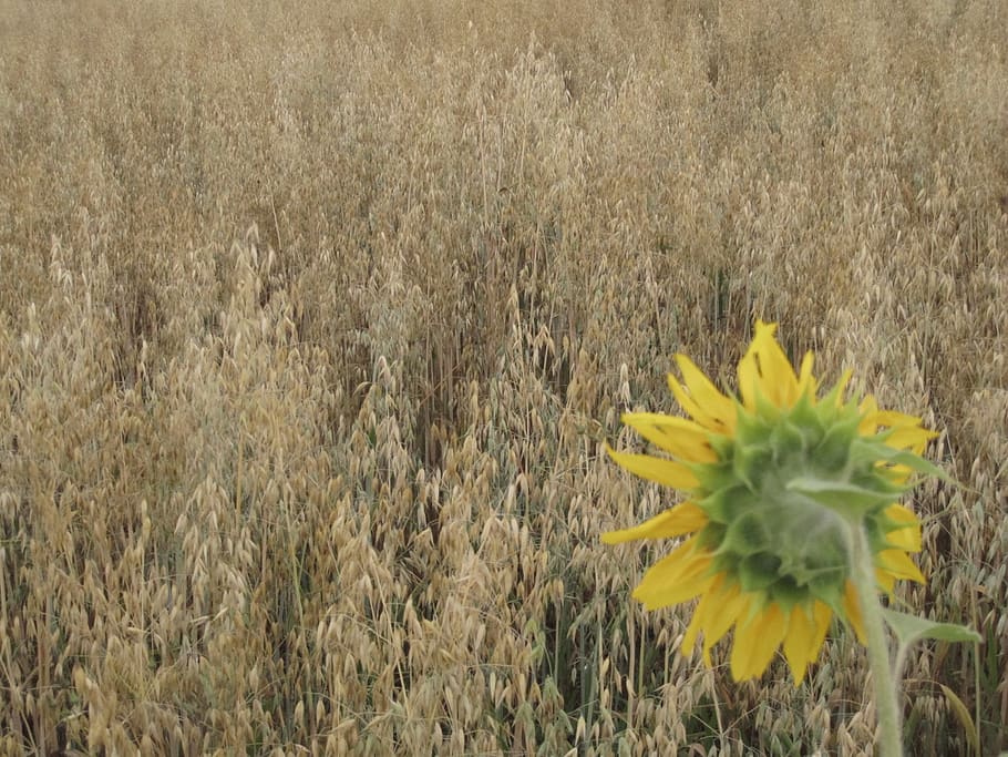 germany, reutlingen, fields, flower, plant, growth, yellow HD wallpaper
