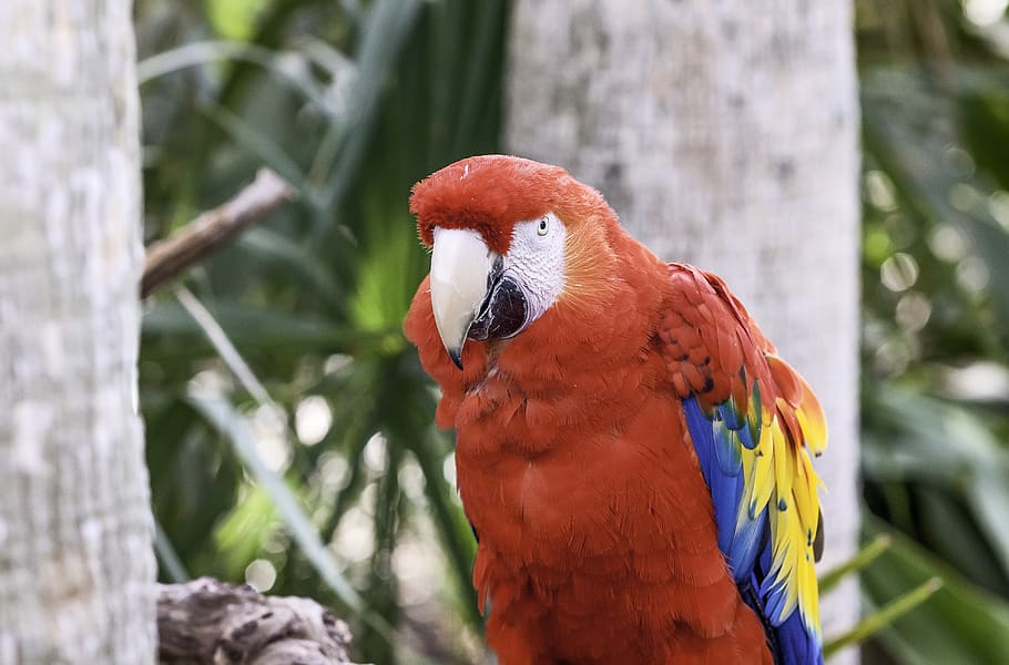 bird, parrot, red, blue, animal, vertebrate, animal themes HD wallpaper