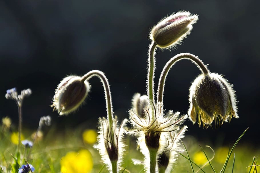 spring, nature, bloom, flora, beauty, close, colorful, bella HD wallpaper