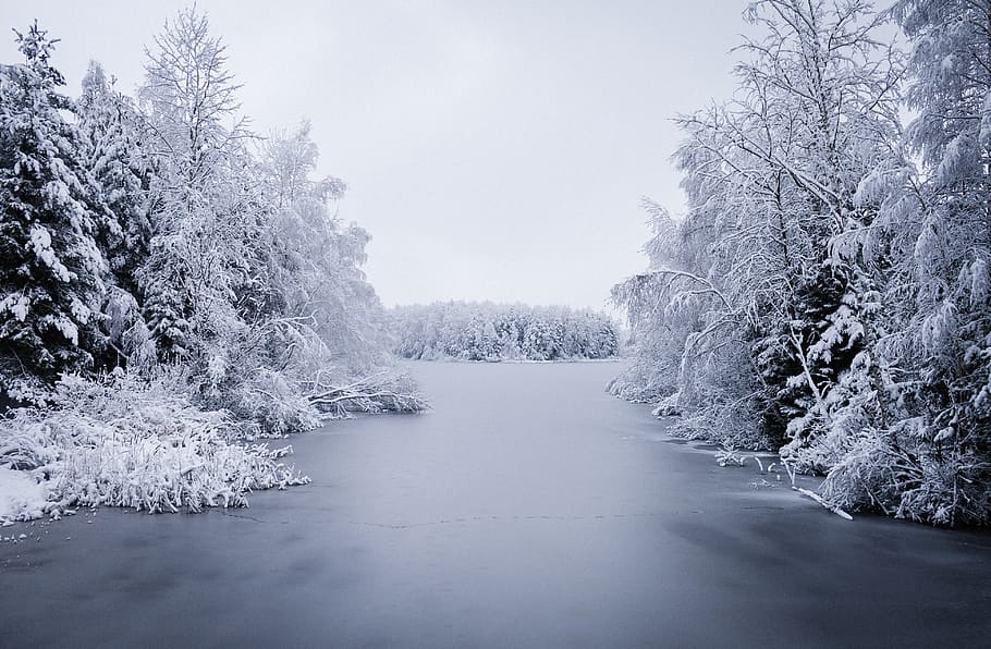 frosted trees by the river, nature, ice, outdoors, snow, plant HD wallpaper