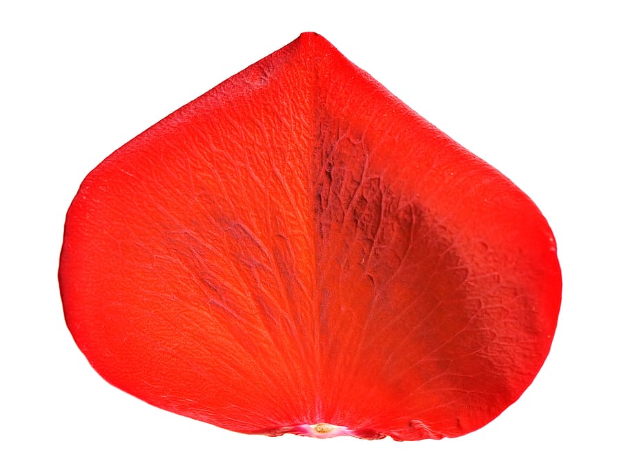 con2011, rose, petals, red, cut out, white background, studio shot HD wallpaper