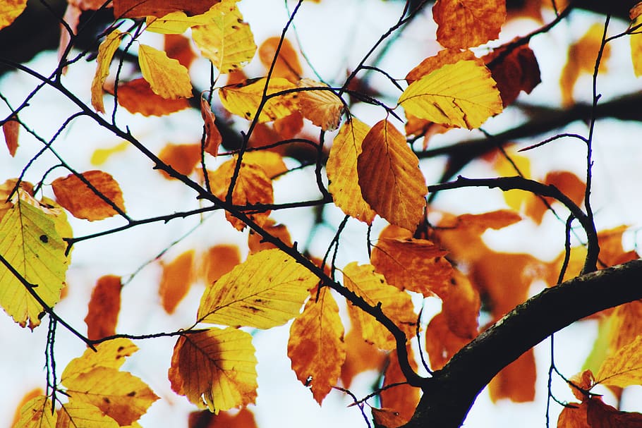 dried leaf and tree stem, veins, plant, maple, maple leaf, spring HD wallpaper