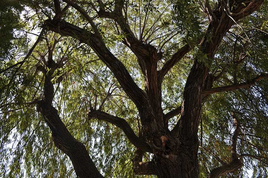 tree, sky, plant, tree trunk, low angle view, branch, growth HD wallpaper