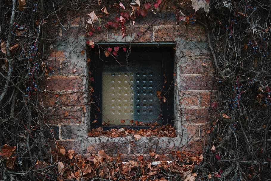 australia, toowoomba, window, brick, winter, vine, wall, wild, HD wallpaper