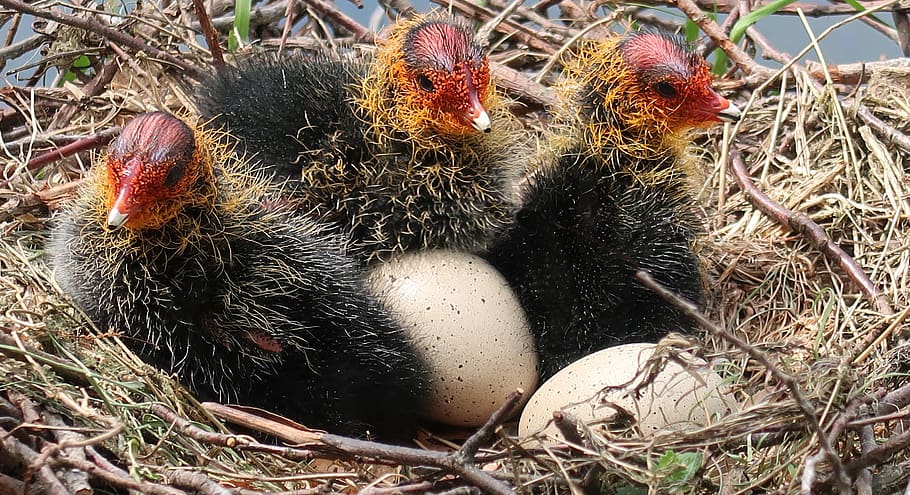 coot, egg, young, nest, hatch, spring, waterfowl, chick, day HD wallpaper