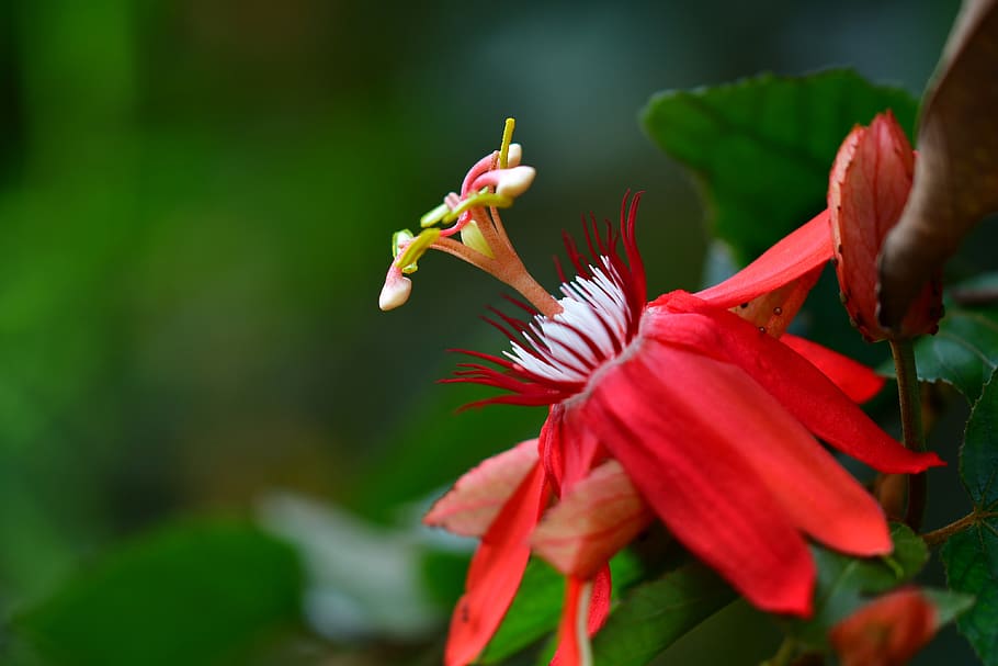 passiflora, passion flower, red petals, pistil, exotic, bloom, HD wallpaper