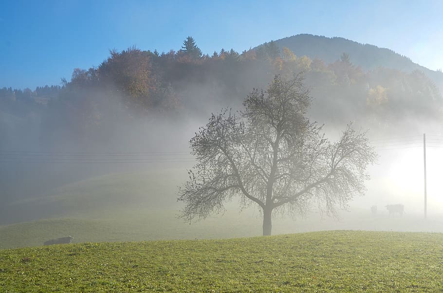 fog, tree, landscape, nature, scenic, lighting, plant, tranquility HD wallpaper