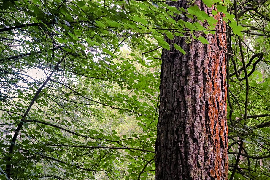 tree, plant, tree trunk, redwood, linen, home decor, temple HD wallpaper