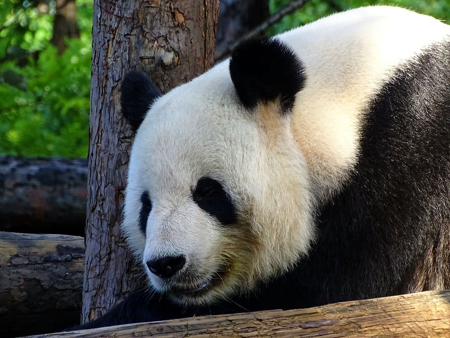 panda, bear, zoo, mammals, cute, china, endangered, panda - animal, HD wallpaper