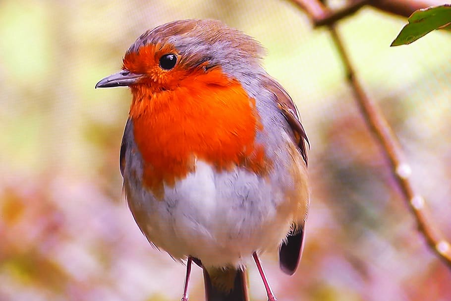 redbreast, common, nature, spring, little bird, vertebrate HD wallpaper