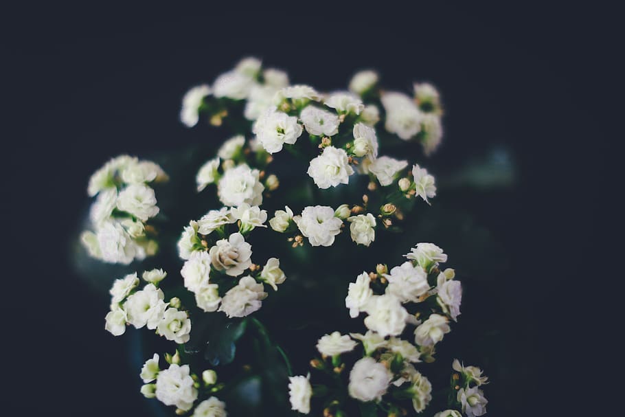 germany, stuttgart, bloom, black, interior, flower, white, home HD wallpaper