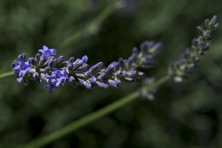 flowers, nature, lavender, spring, flora, flowering plant, vulnerability HD wallpaper