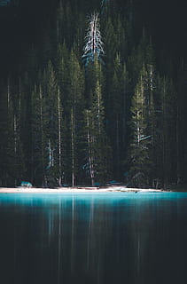 blue sea beside pine trees, dead tree, forest, shore, water, lake HD wallpaper