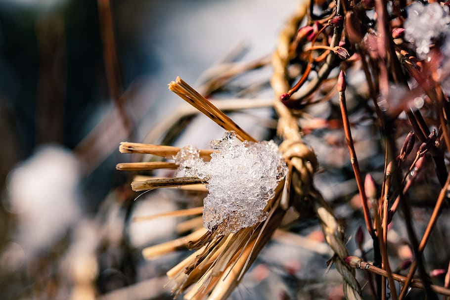 snow, ice, winter, cold, weather, japan, close-up, selective focus HD wallpaper
