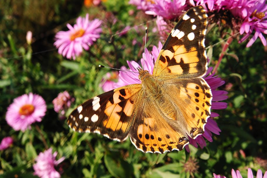 animal wing, butterfly - insect, invertebrate, flower, beauty in nature HD wallpaper