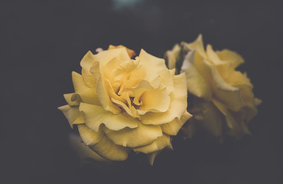 rose, flower, bloom, petal, blur, dark, flowering plant, vulnerability HD wallpaper