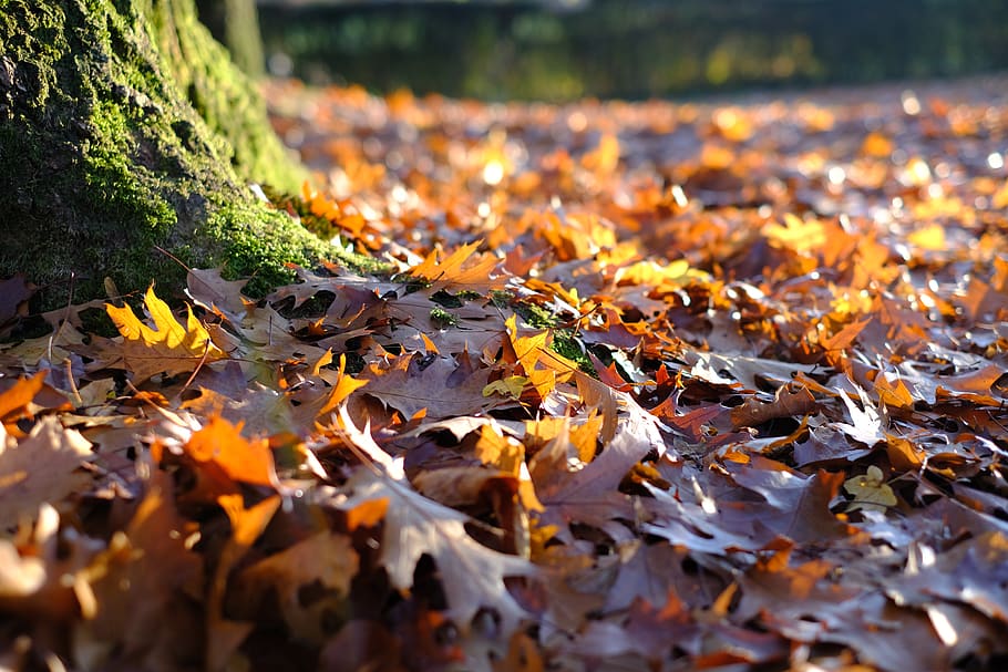 tree, tribe, leaves, autumn, fall color, nature, fall foliage HD wallpaper