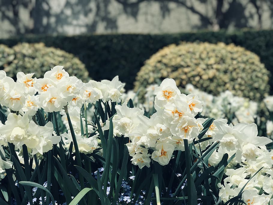 daffodils, white, spring, flowers, nature, plant, bloom, blossom HD wallpaper