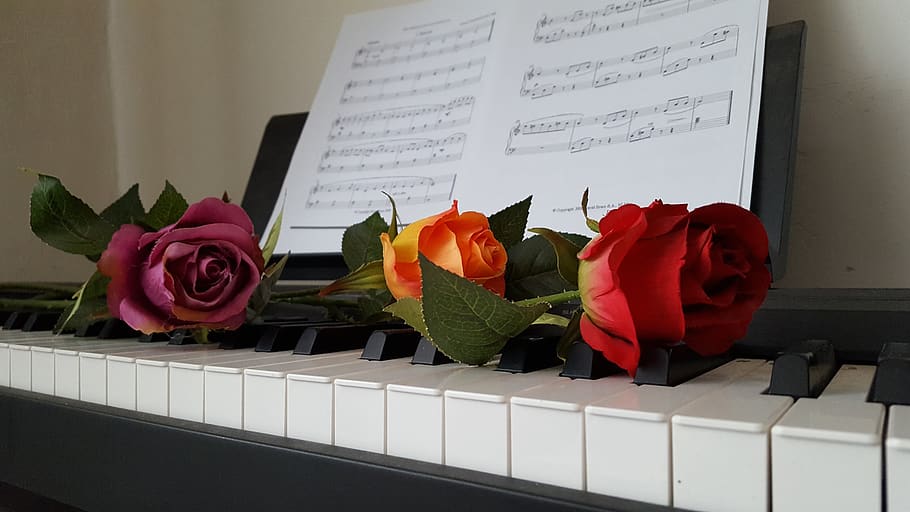 piano, rose, flower, rose - flower, flowering plant, nature HD wallpaper