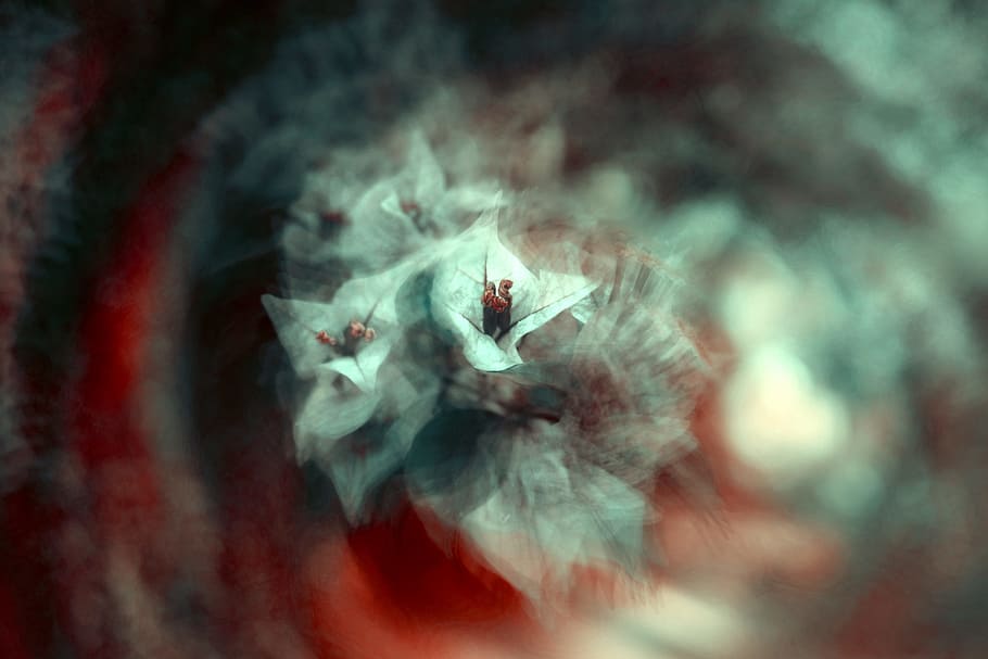 white petaled flowers, blur, long exposure, abstract, spin, motion